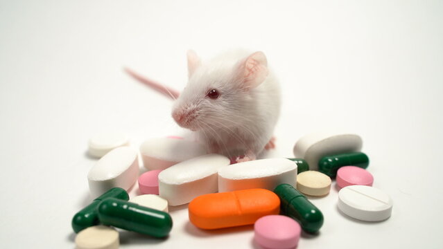 Experimental mice for biological test