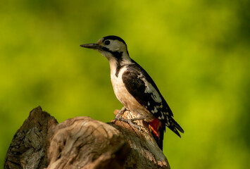 Syrian Woodpecker (Dendrocopos syriacus) in forest