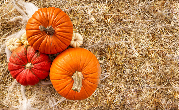 pumpkins on hay