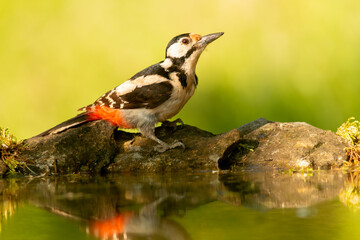 Great Spotted Woodpecker (Dendrocopos major) in forest