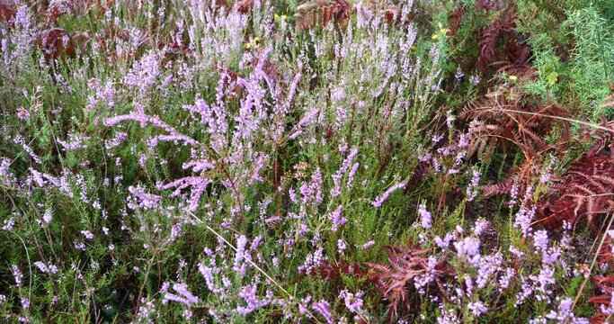 HHeather in bloom in the forest dancing in the wind