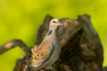 Turtle Dove in to the forest