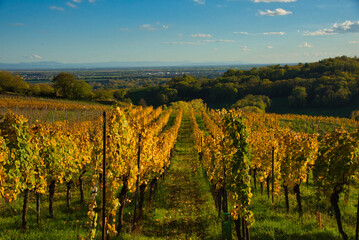 Obraz premium Herbst im Elsass bei Scharrachbergheim