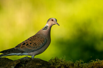 Turtle Dove in to the forest