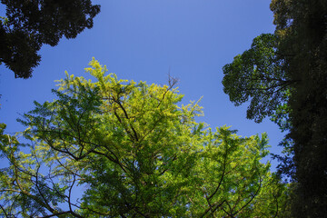 秋空と紅葉した葉たち