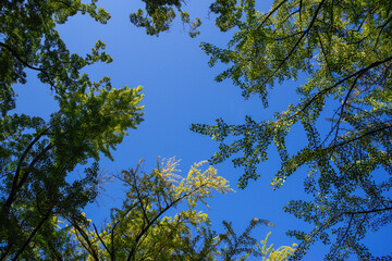 秋空と紅葉した葉たち