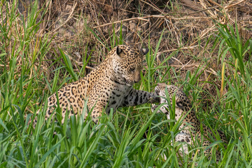 Jaguar family feud between brother an sister sub adult cubs  in the Pantanal