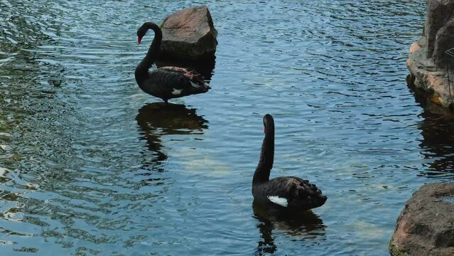 wild birds: black swans voices in the zoo