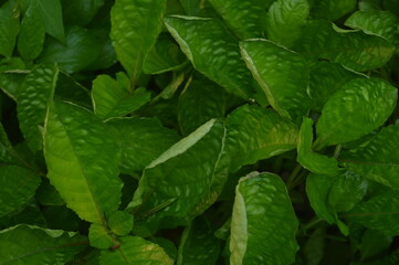 Fototapeta na wymiar background of green leaves of wild plants in the garden