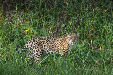 Jaguar walking  in tall grass in a wooded area  in the Pantanal