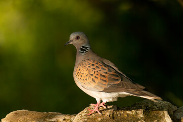 Turtle Dove in to the forest
