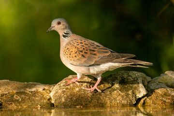 Turtle Dove in to the forest