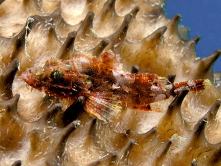 Tiny scorpion fish on a sponge