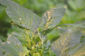 green spinach with the scientific name Amaranthus viridis that thrives in the garden