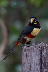 Chestnut Eared Aracari  perched on a post in the pPantanal