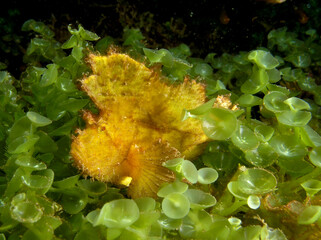 Leaf scorpionfish hiding in algae