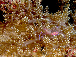 Shrimp in anemone