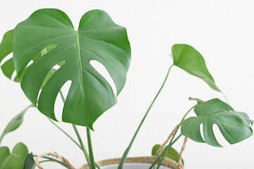 close up shot of monstera leaves. modern hipster home decor with trendy plants. green home. Swiss cheese plant. 