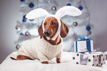 elegant dachshund in a white sweater near the gifts under the New Year tree