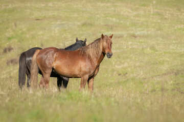 Obraz premium Two Kaimanawa wild horses standing on the green hill. New Zealand.