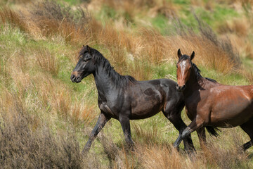 Two Kaimanawa wild horses galloping on the tussock grassland. New Zealand.