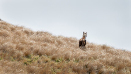 Kaimanawa wild horse standing on the tussock grassland. Central Plateau, North Island, New Zealand.