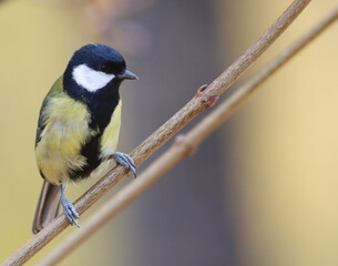 Great tit