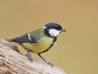 Great tit