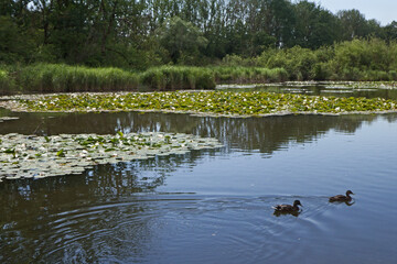 idyllischer Teich mit Enten
