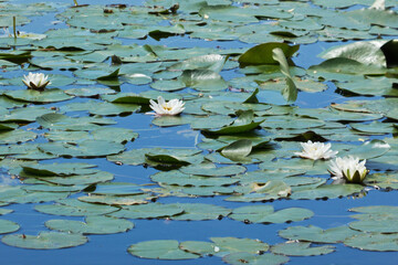 Seerosen auf dem Wasser