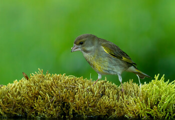 Common Greenfinch in to the forest