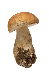 porcini mushroom, isolated still life