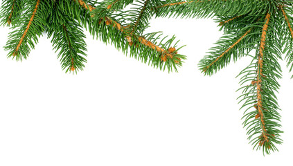 fir branches isolated for Christmas backgrounds - 540399780