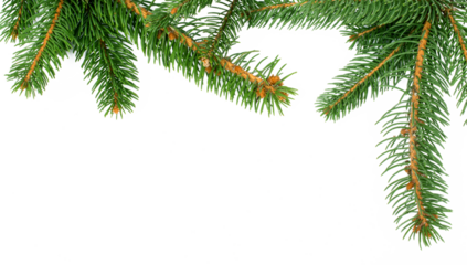 fir branches isolated for Christmas backgrounds