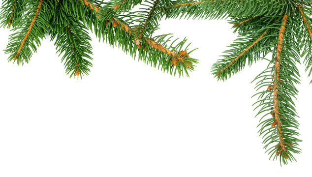 fir branches isolated for Christmas backgrounds