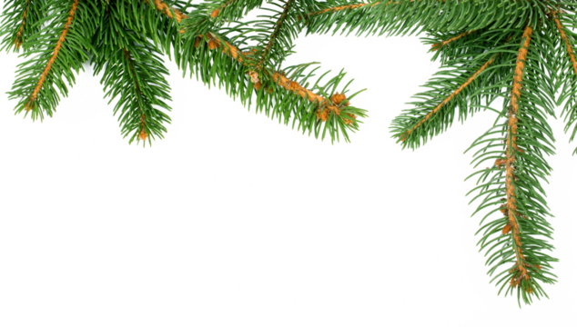 fir branches isolated for Christmas backgrounds