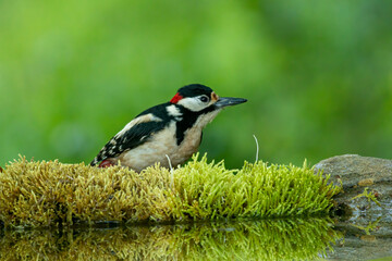 Great Spotted Woodpecker (Dendrocopos major) in forest