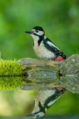 Great Spotted Woodpecker (Dendrocopos major) in forest