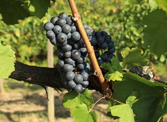 Blaufrankisch grape , Blue Frankish in english, hanging on vine just before the harvest. In USA is...