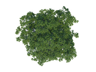 English Oak top view png alpha channel