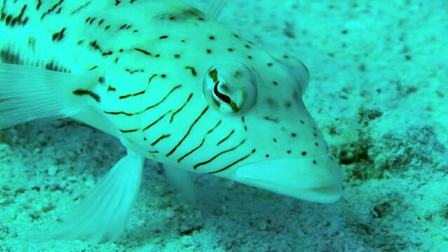 Speckled sandperch (Parapercis hexophtalma) stands on its pelvic fins on a sand, turning its eyes to examine the surroundings, portrait.