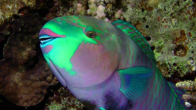 Parrot fish, including Heavybeak parrotfish (Chlorurus gibbus) are practically motionless at night, close-up