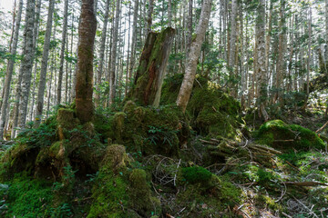 苔で覆われた森の風景【日光白根山】／日本群馬県