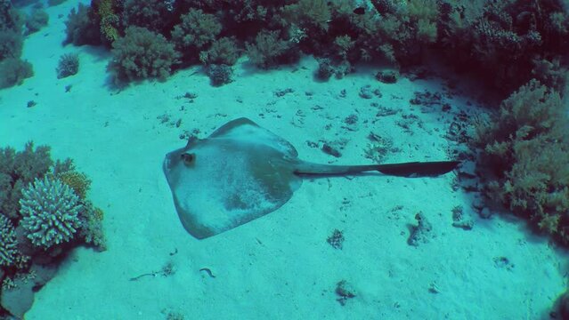 The camera slowly zooms in on a large Cowtail stingray (Pastinachus sephen) lying on a sandy bottom among coral thickets, close-up.