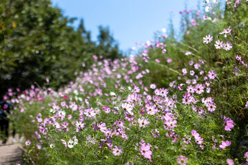 Obraz na płótnie Canvas flowers in a field