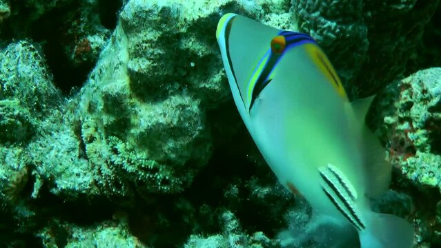 Picasso Triggerfish (Rhinecanthus assasi) looking for food on the sand at the base of a coral reef, close-up.