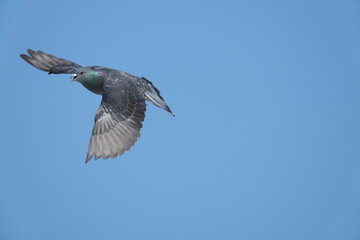 rock dove closed up