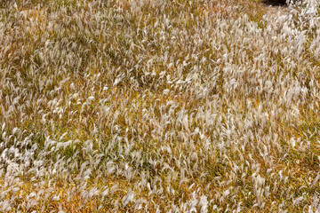 golden reed field in autumn
