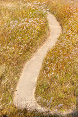 golden reed field trail in autumn