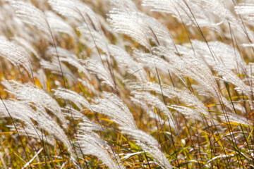 Fototapeta premium golden reed field in autumn